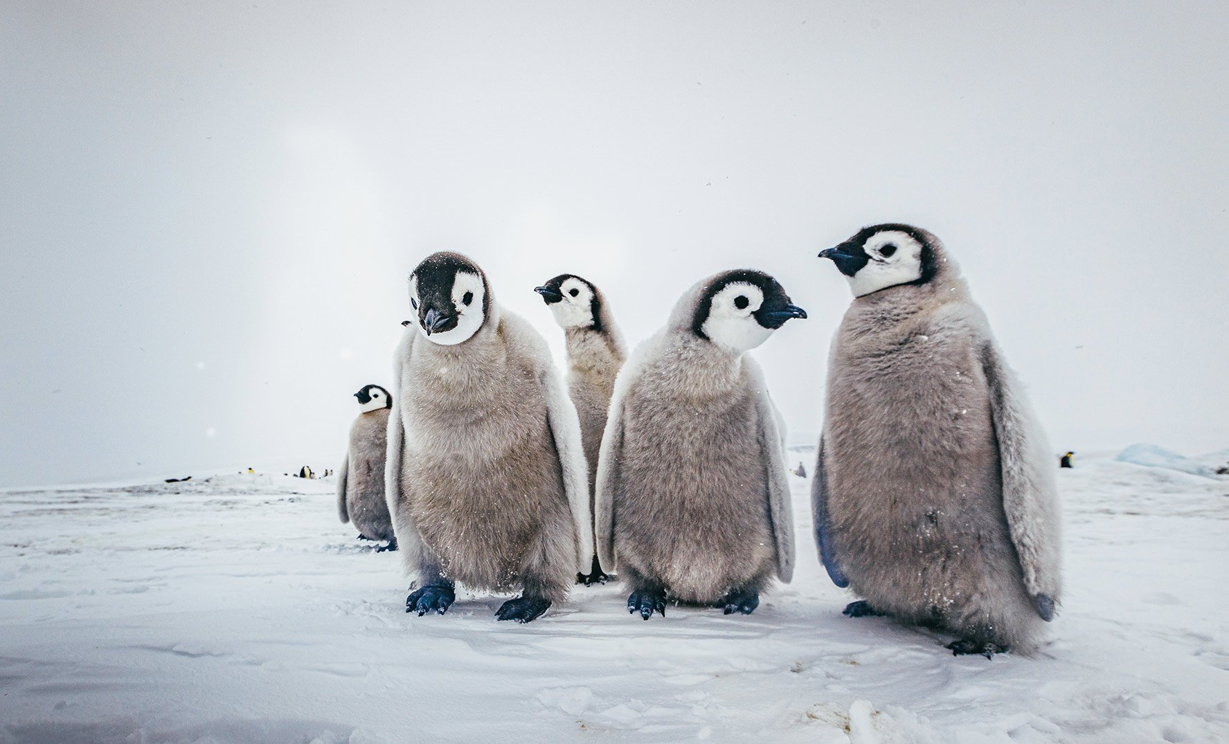 https://www.quarkexpeditions.com/sites/default/files/blog-images/Emperor-Penguins-Snow-Hill--David-Merron_0.jpg