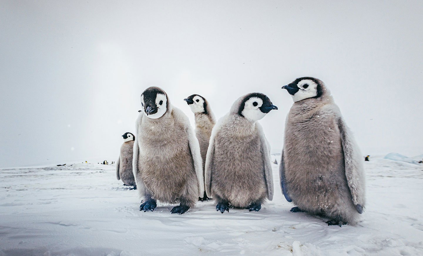 How to see penguins in Antarctica