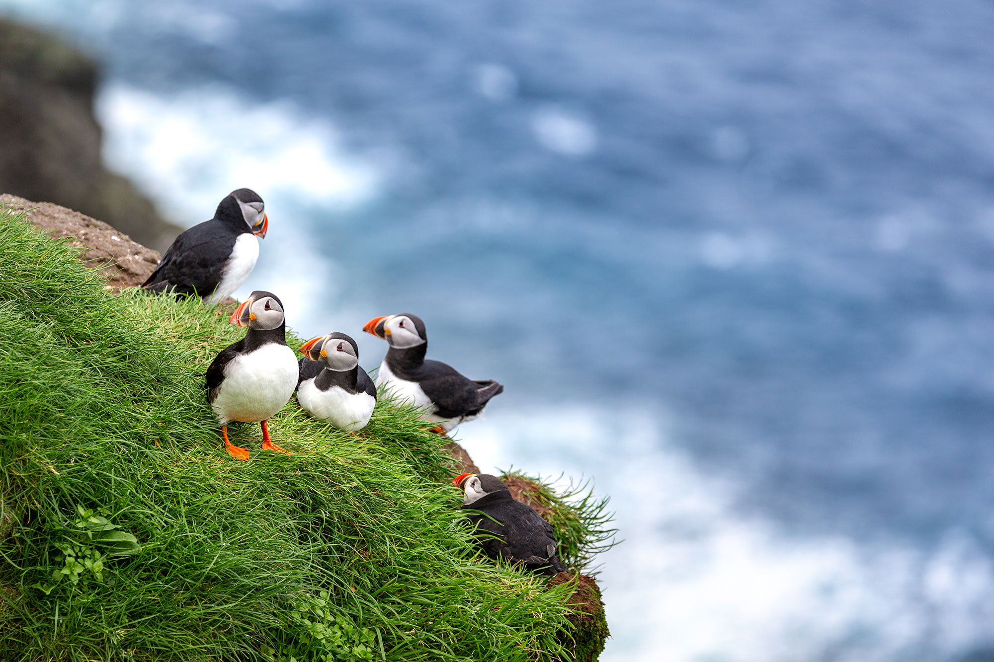 A family of Penguins on a grassy clip.