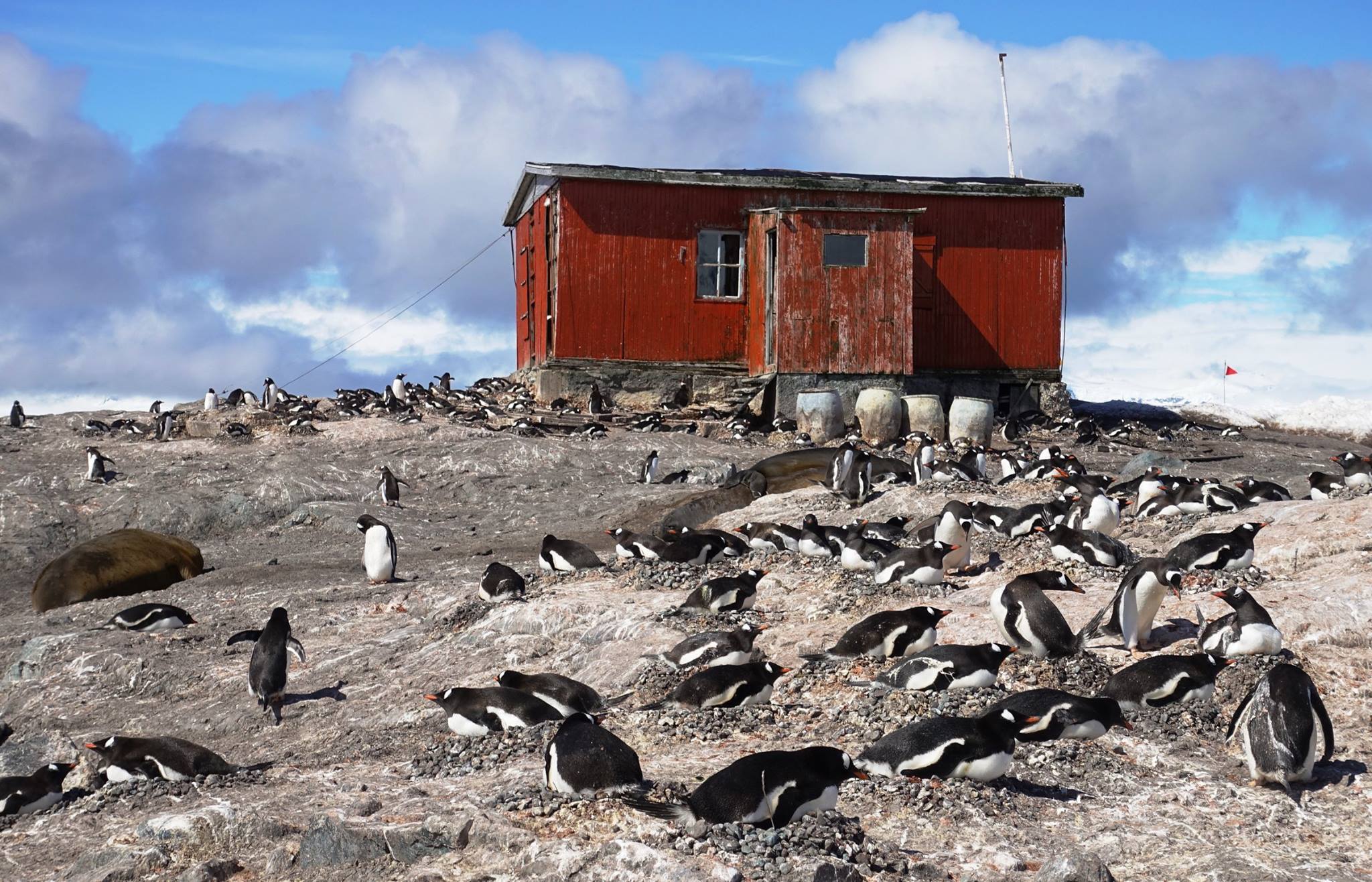 Gentoo penguins nest near an old station at Mikkelsen Harbour, at the northern end of the Palmer archipelago in Antarctica.