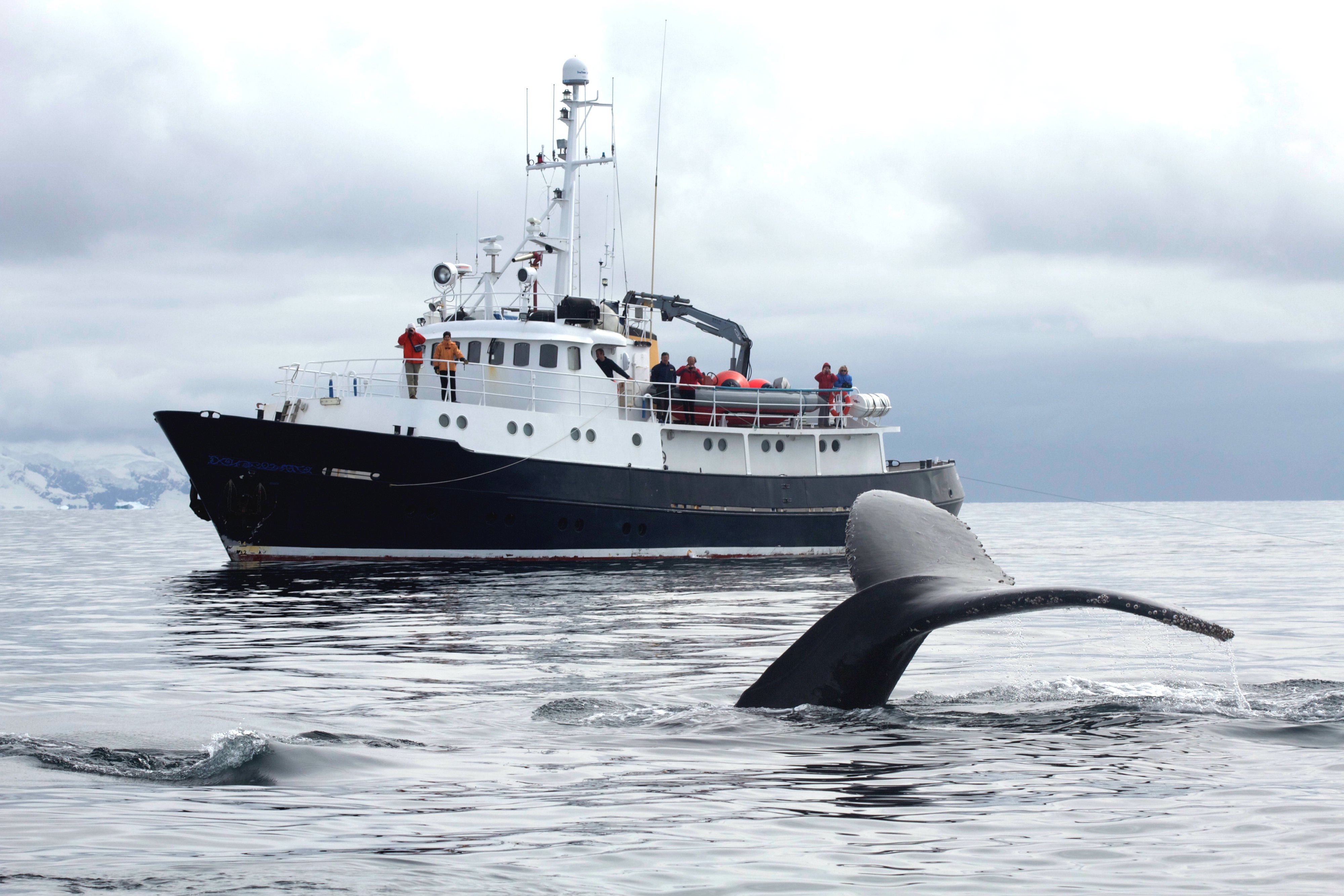Whale Watching aboard the Hans Hansson