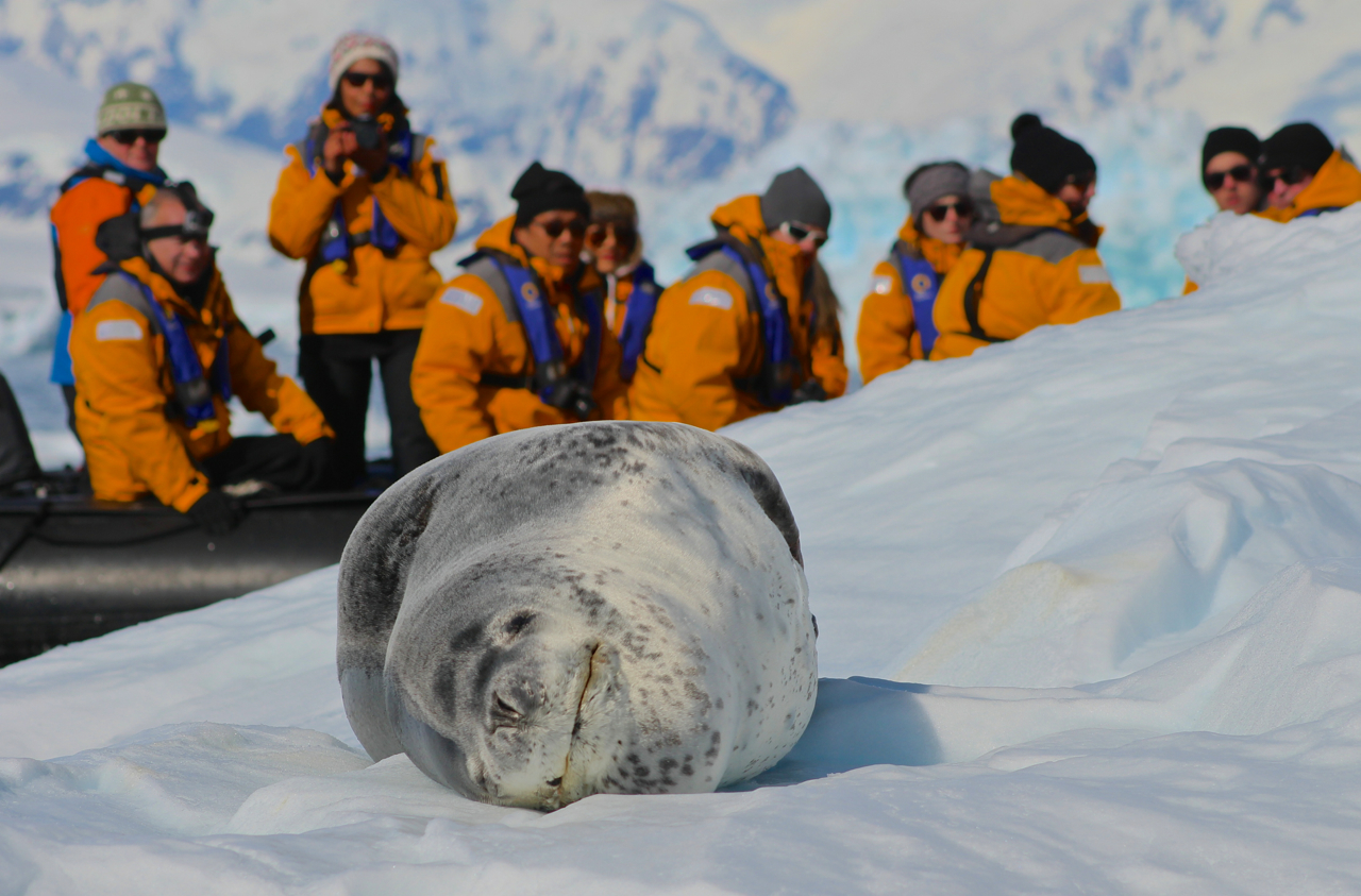 Visit early in the season to see Antarctic animals like this “smiling” leopard seal hauled out on unbelievably clean, pure ice and snow. Photo: Miranda Miller