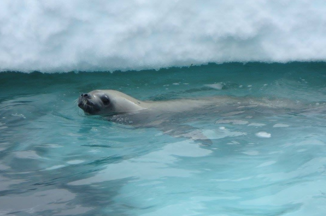 A seal pops its head above halcyon aquamarine waters, to the delight of Zodiac passengers on an Antarctic Fly-Cruise expedition.