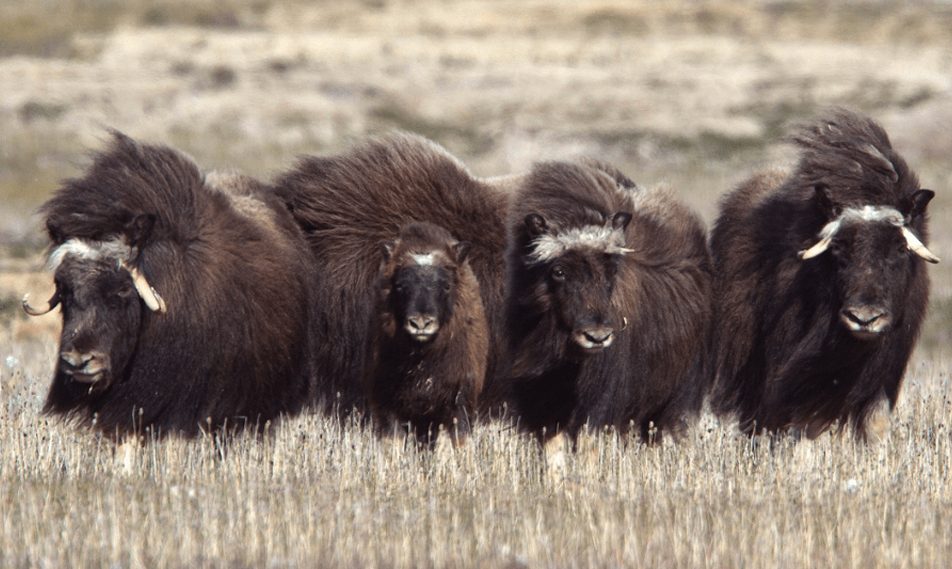 Search for Arctic animals like muskoxen on guided hikes on the tundra.