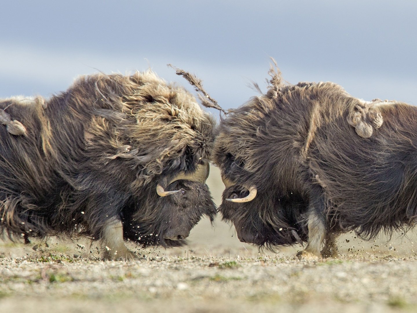 Bull muskoxen face off and fight for dominance on the barren Arctic tundra near Arctic Watch Wilderness Lodge. Photo Nansen Weber