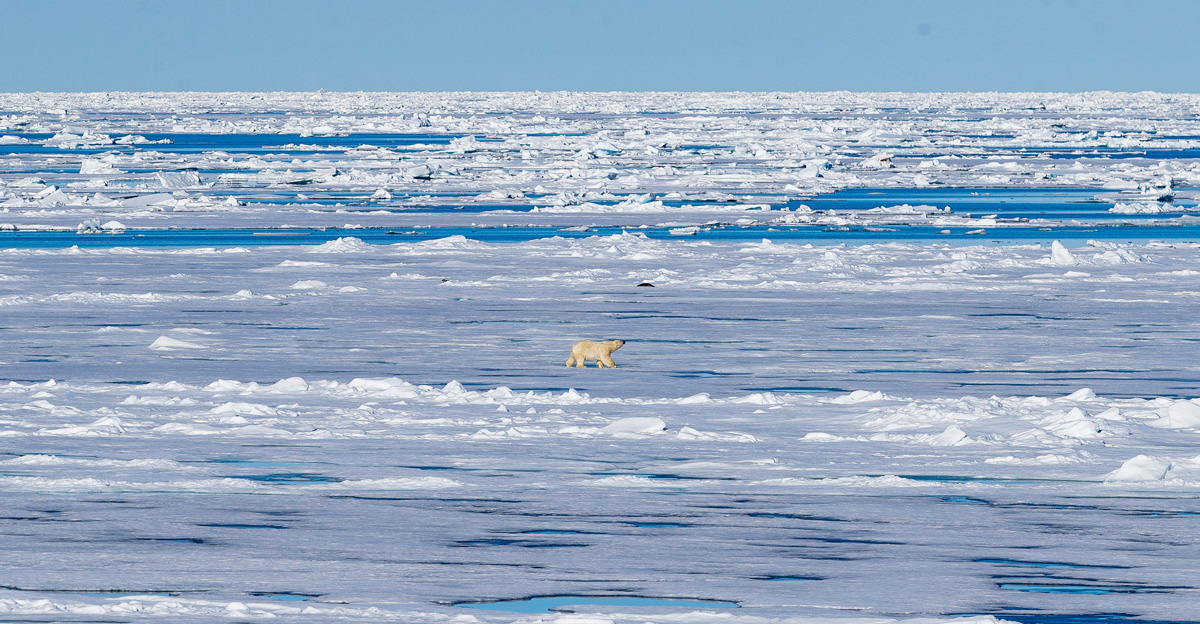 A polar bear walks across ice.
