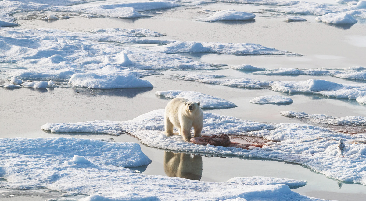 A polar bear stares into the camera, guarding his prey.