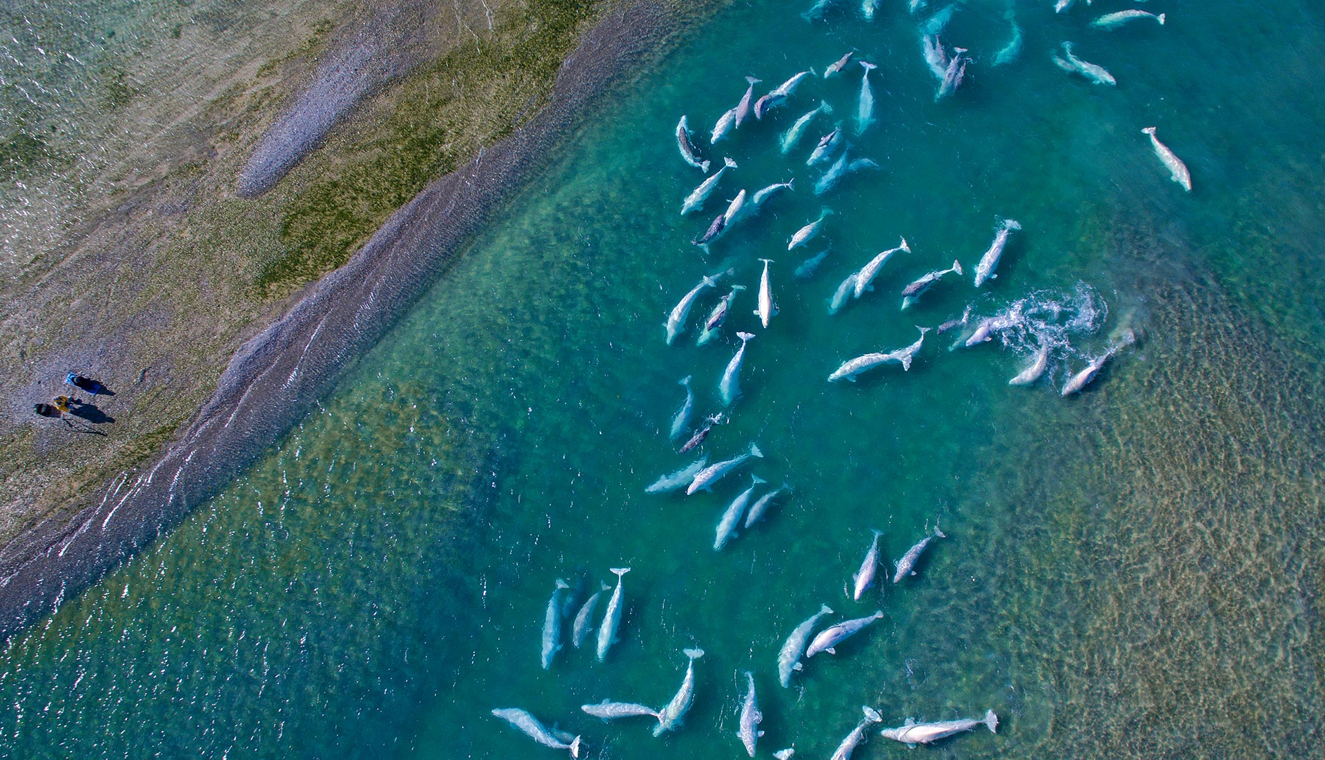 Belugas from a bird eye view