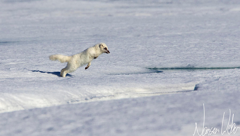 Arctic Fox Jumping