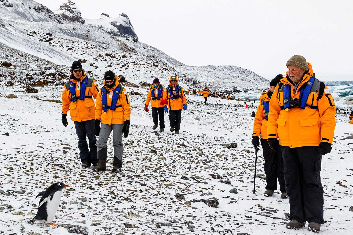 Quark Expeditions guests encounter resident wildlife on a walk in Antarctica.