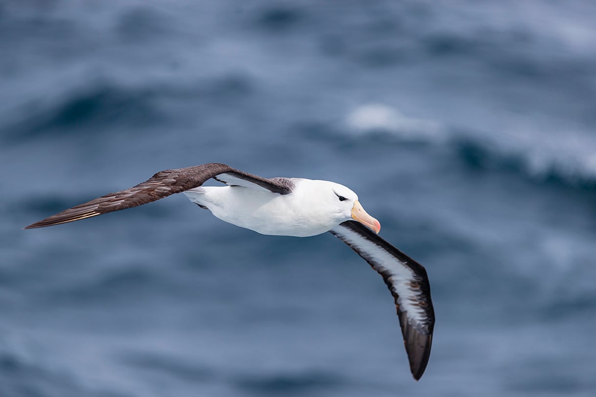Patagonia is known for its large colonies of albatross.