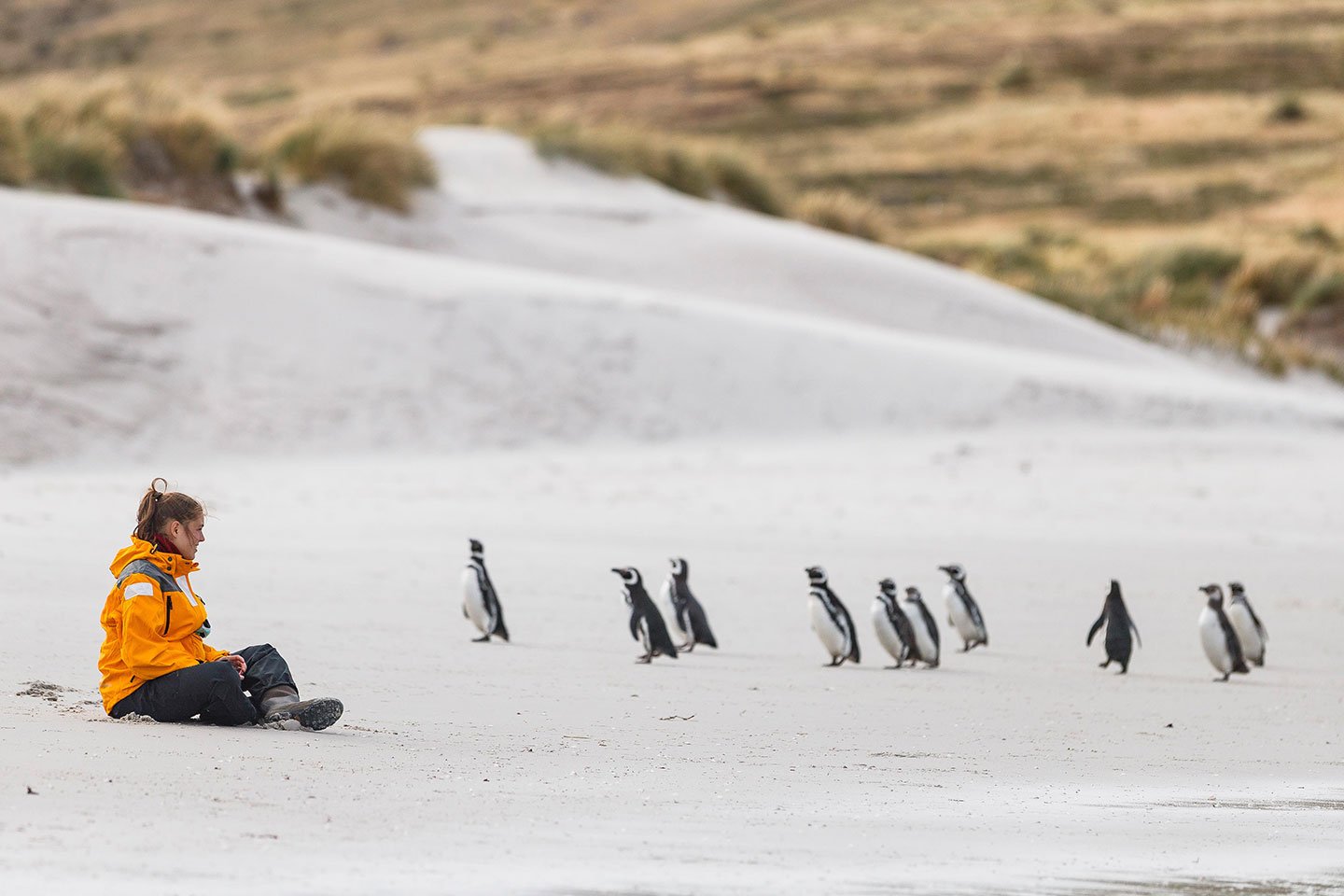 History and wildlife are the drawing cards of the Falkland Islands.