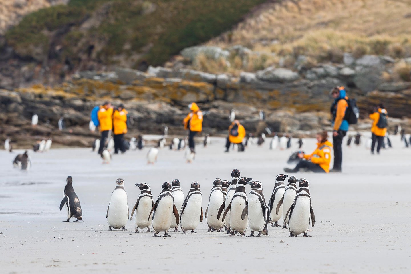The pristine white beaches are surprising to some first-time visitors to the Falkland Islands.
