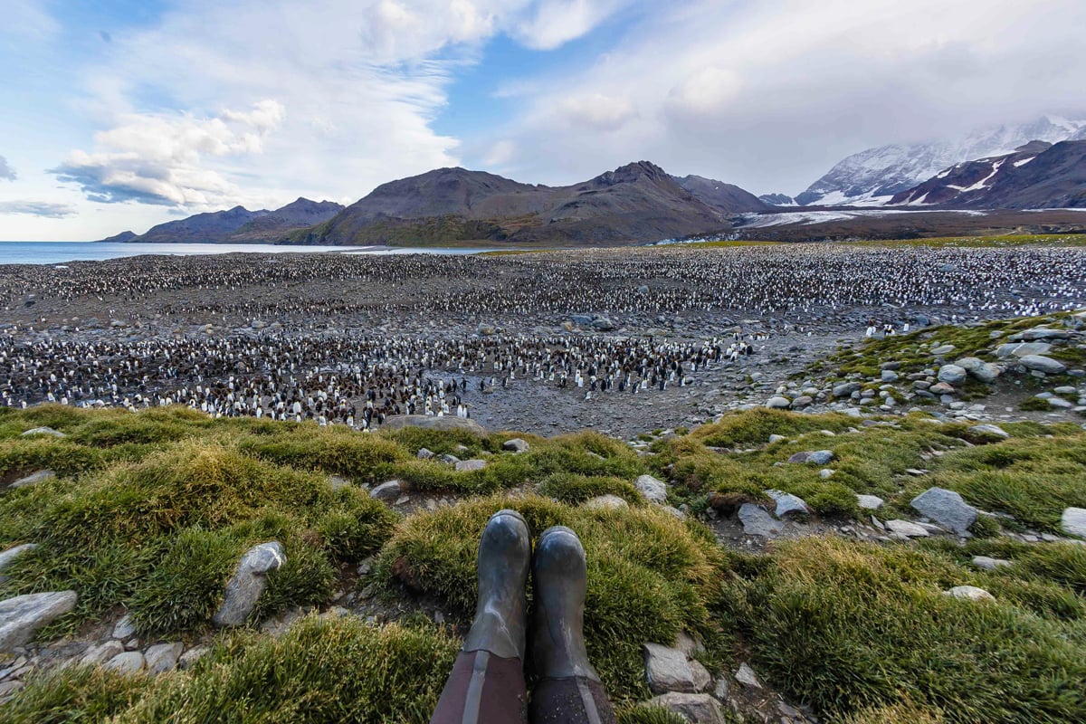 Imagine sitting in front of this penguin colony in South Georgia. Photo: Nicky Souness