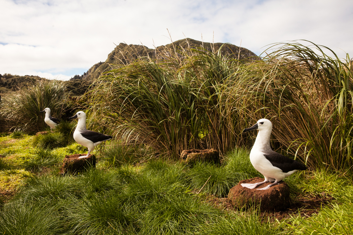 Birdlife in Nightingale Island - Photo by Sam Crimmin