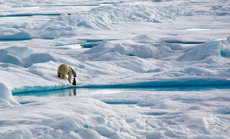 polar bear drags its fresh kill, a small seal, along the edge of an ice floe in the Northwest Passage. Photo credit: Alex Preston