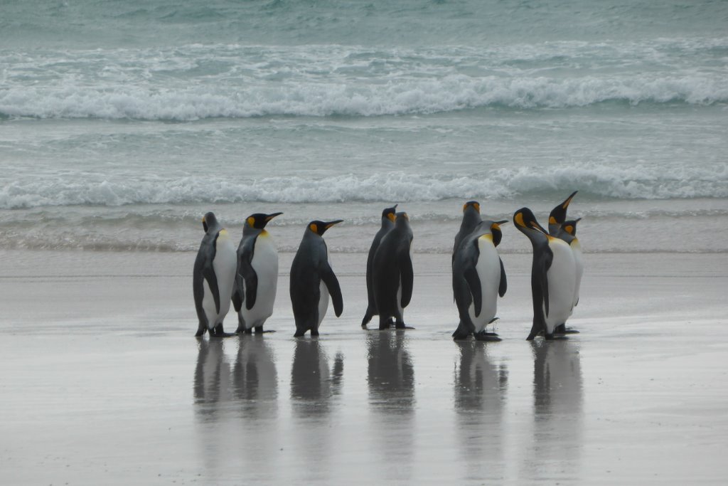 Your welcoming committee: penguins stand by to welcome visitors to Antarctica.