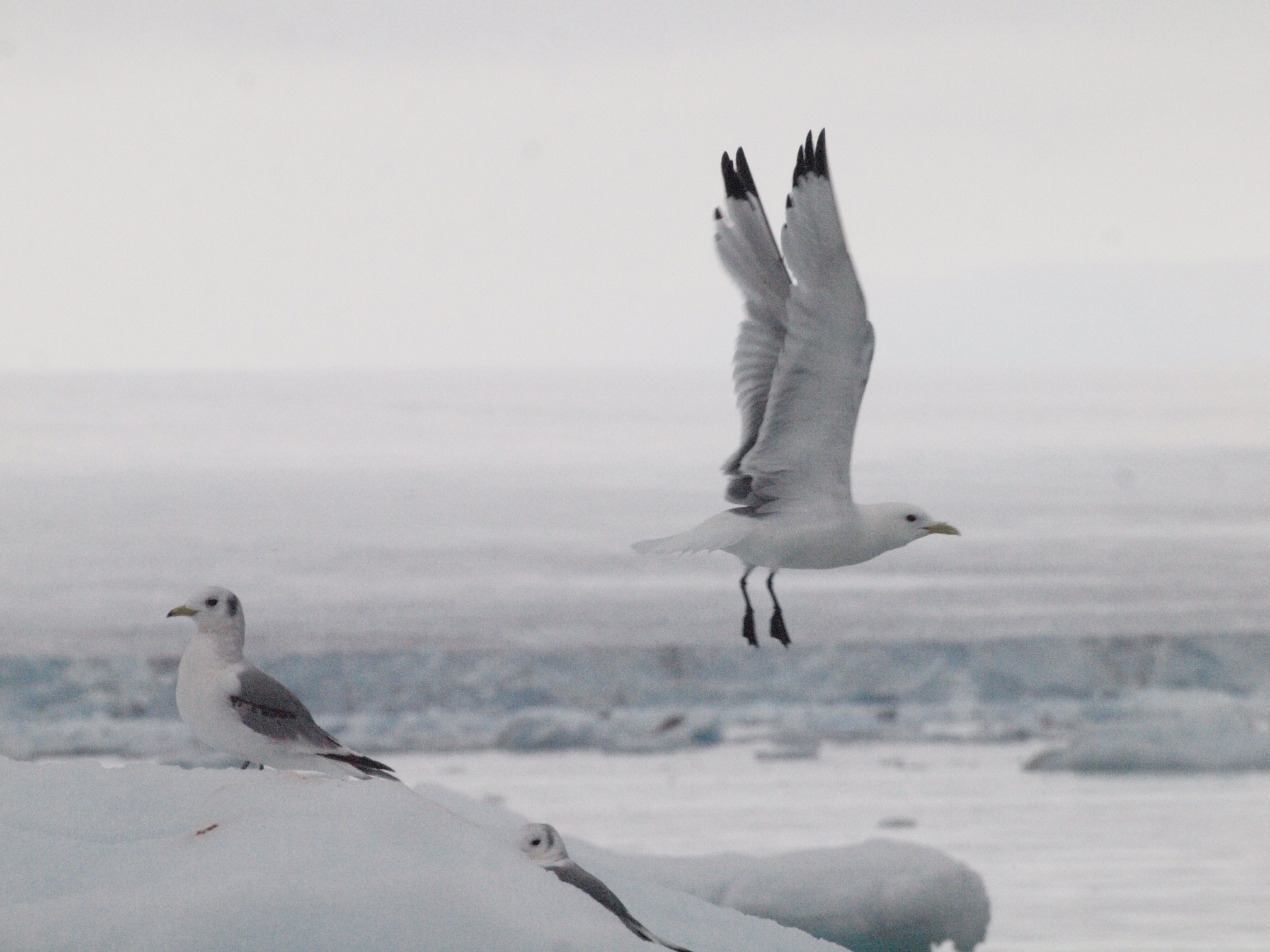 Kittiwakes in east Svalbard, photographed by a Spitsbergen expedition passenger