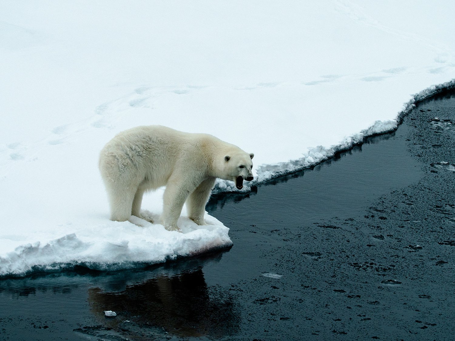 Should There be Polar Bears in Antarctica?