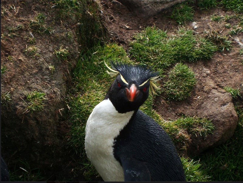 A rockhopper penguin