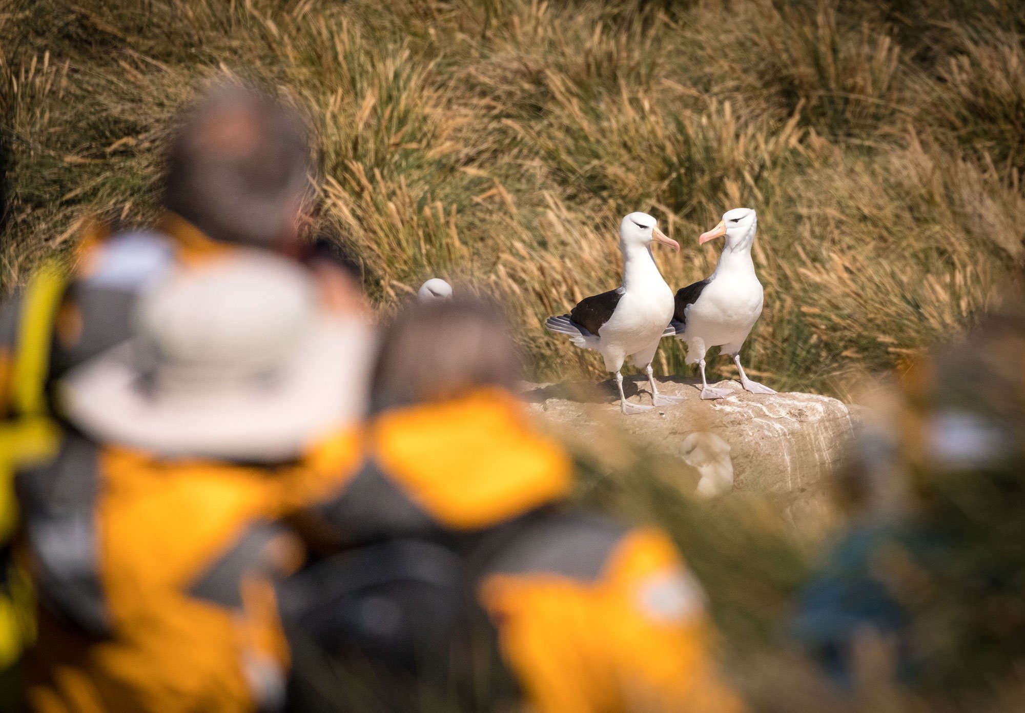 Black-browed albatross entrance Quark Expeditions guests at West Point in the Falkland Islands.