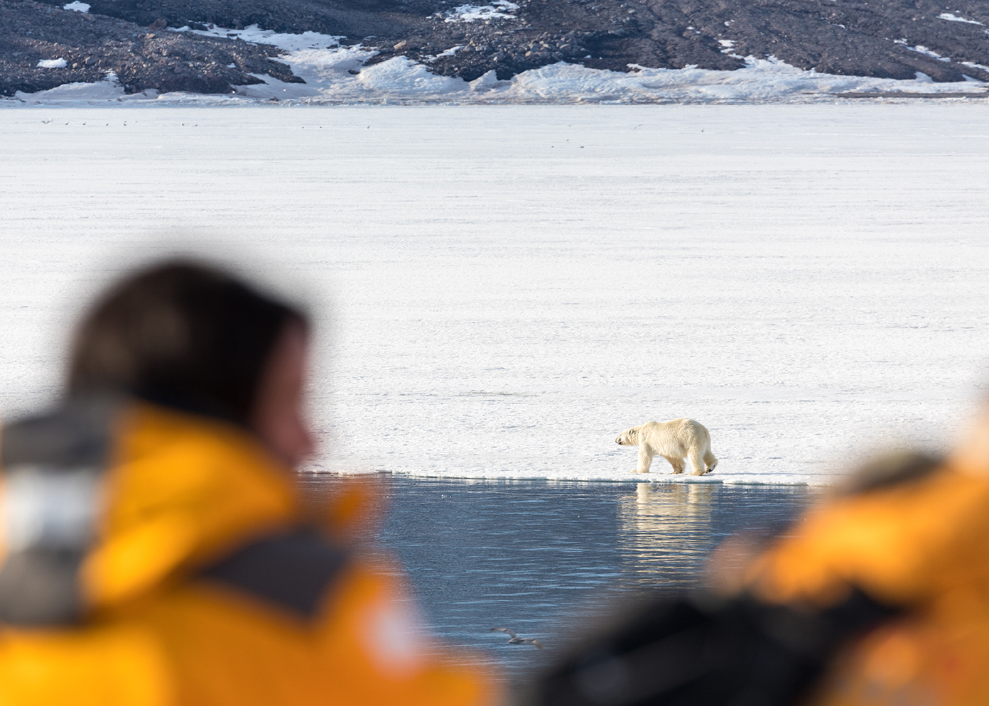 Polar Bear - Svalbard
