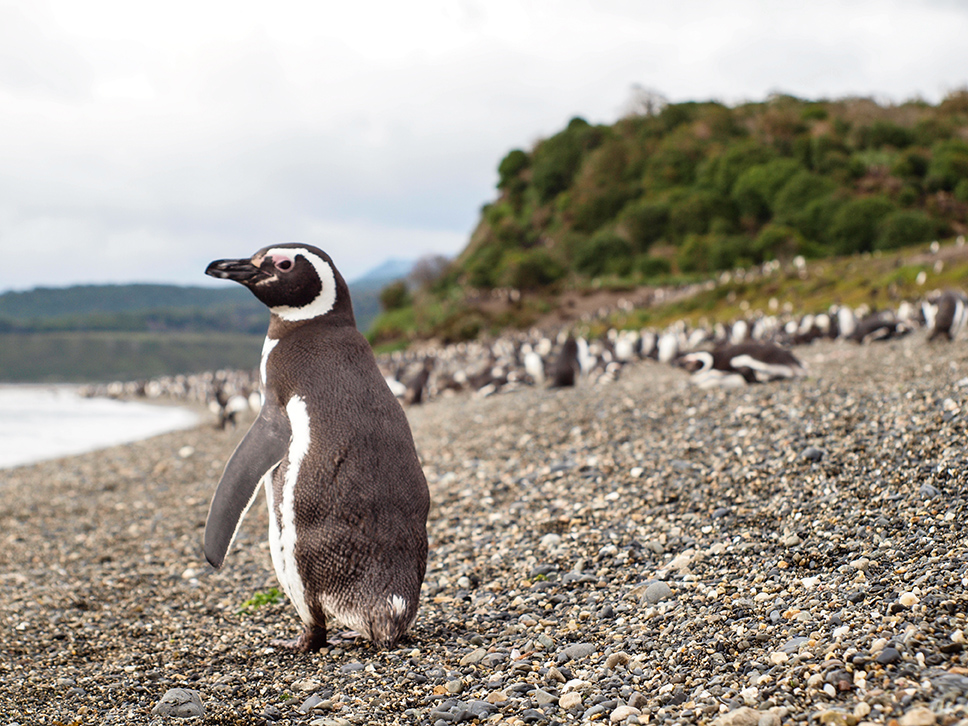 Large rookeries of penguins are found in Tierra del Fuego