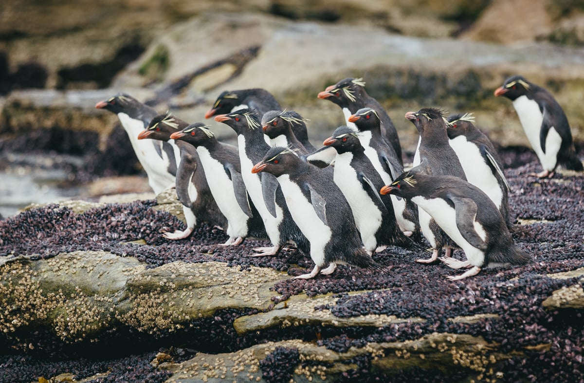 Penguins at Saunders Island, Falklands. 