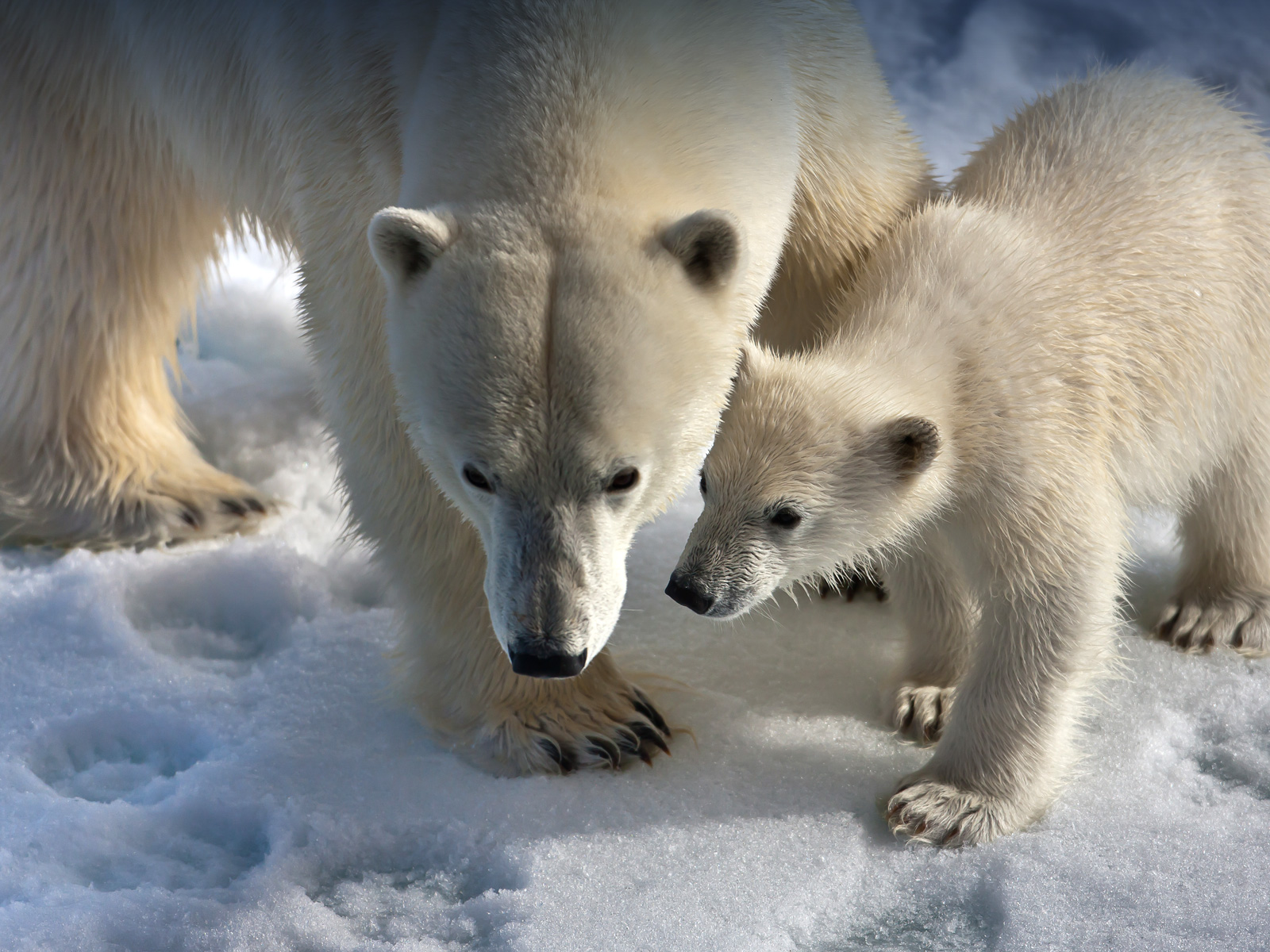 A female polar bear teaches her cub important Arctic survival skills in its first months out of the den