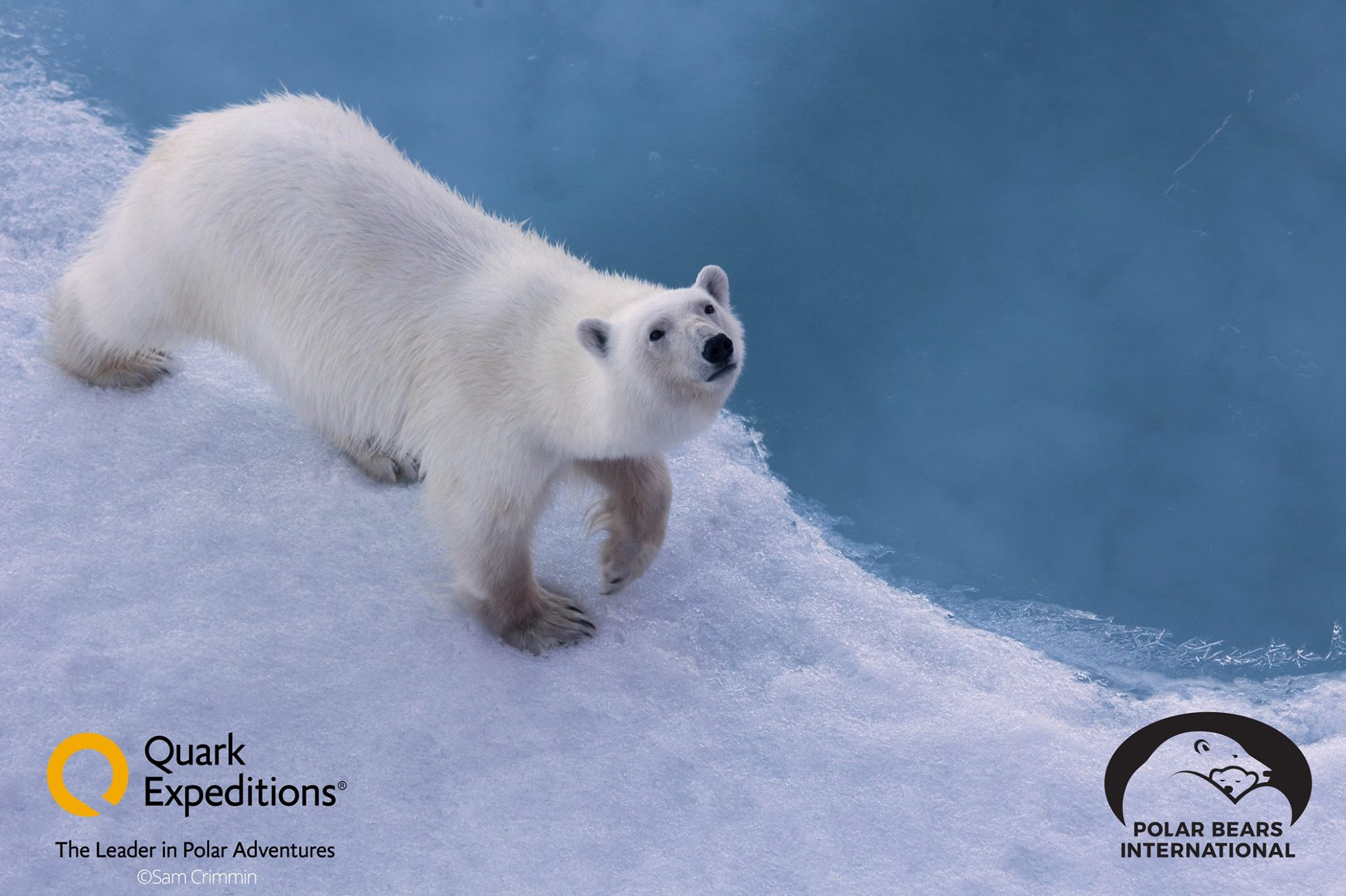 Join Polar Bears International experts en route to the North Pole with Quark Expeditions to learn more about polar bears in their natural habitat!
