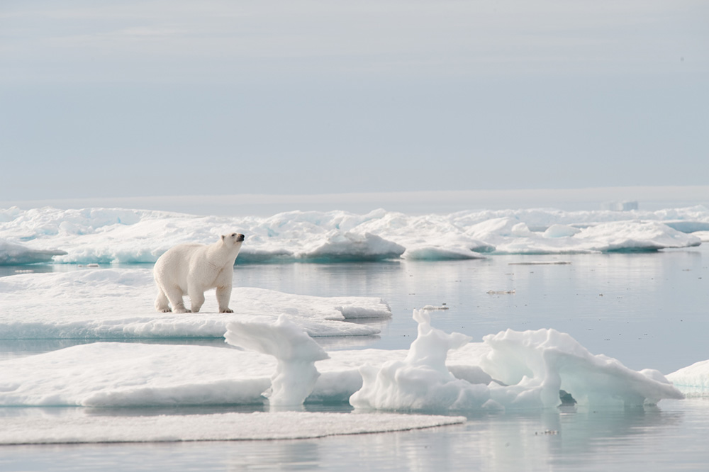 An adult polar bear catches an intriguing scent in the frigid Arctic air