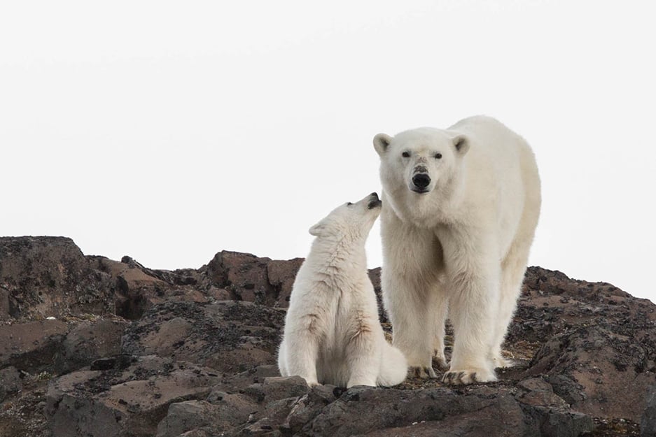 A mama bear and her cub in the remote Russian Arctic archipelago of  Franz Josef Land.