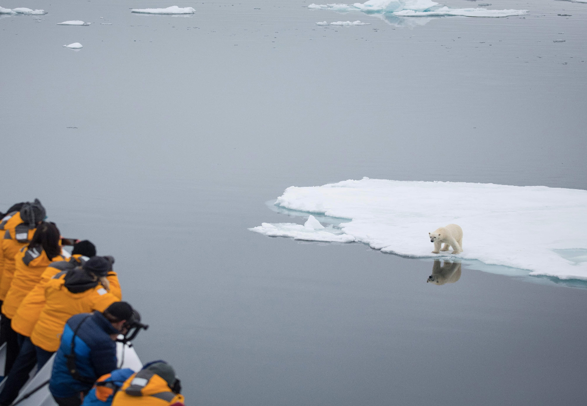 Spitsbergen passengers photograph a polar bear on a passing ice floe