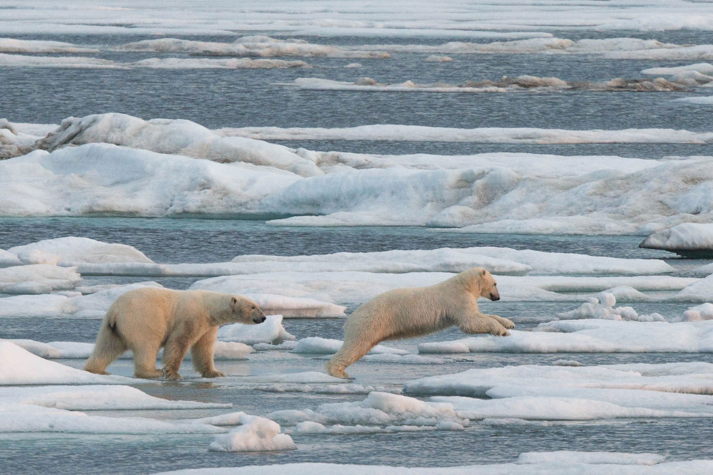 Polar bears are the major attraction for nature lovers to the Arctic 