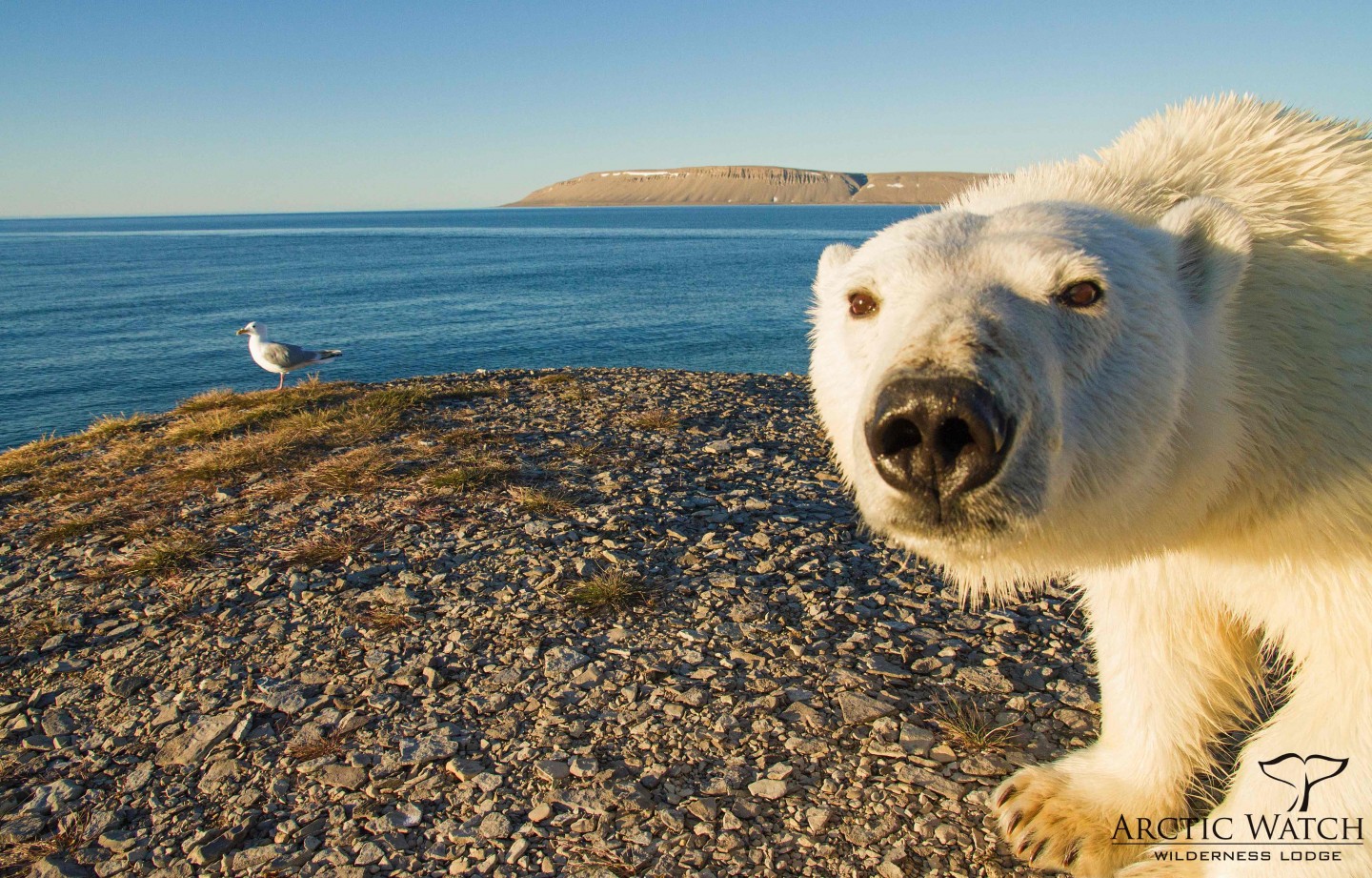 A polar bear spotted near Arctic Watch Wilderness Lodge