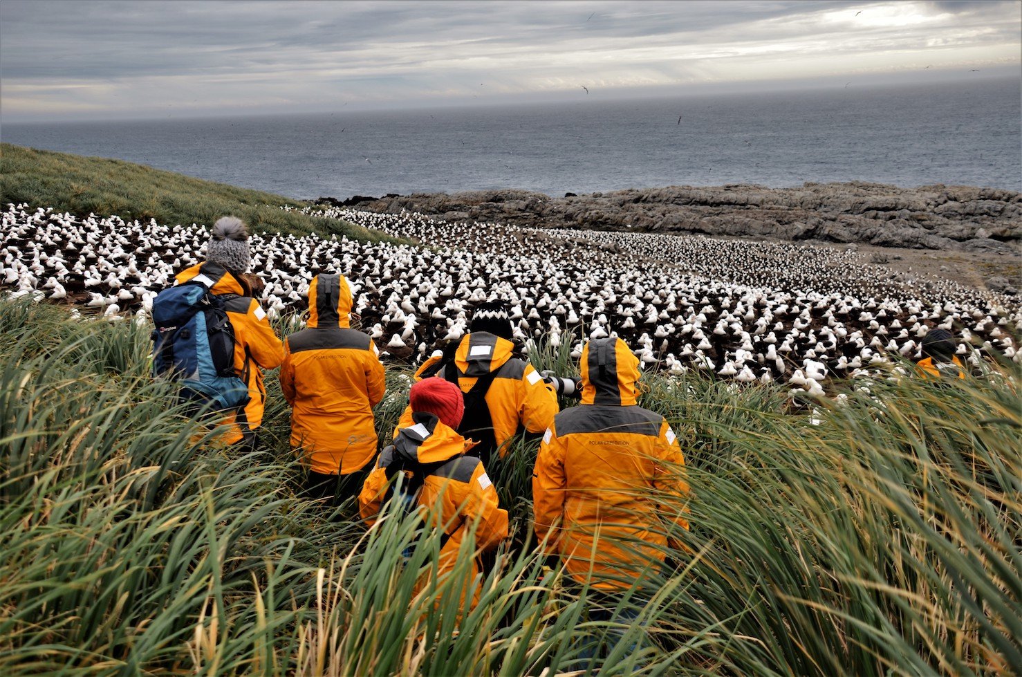 Quark’s Ocean Adventurer passengers marvel at the spectacle of thousands of black-browed albatross nesting on Steeple Jason, in the Falkland Islands. Photo Manda Lundström