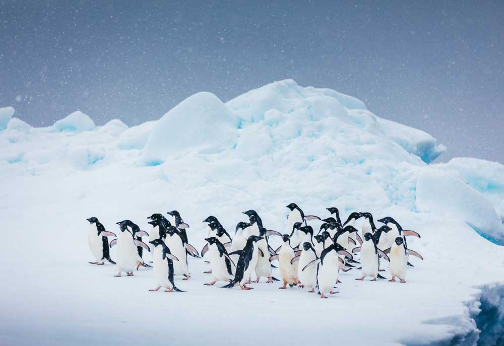 Colonies of ice-dwelling penguins are excellent subjects for photographers on Antarctic voyages. 