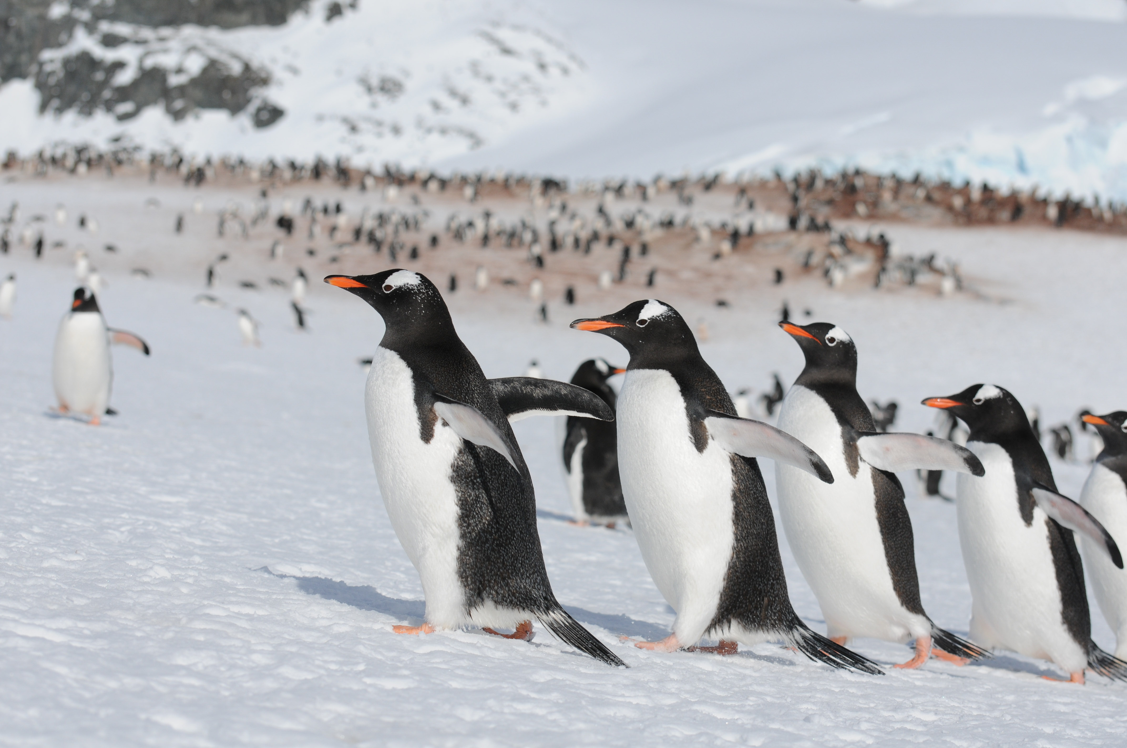 Gentoo penguins spotted running for it