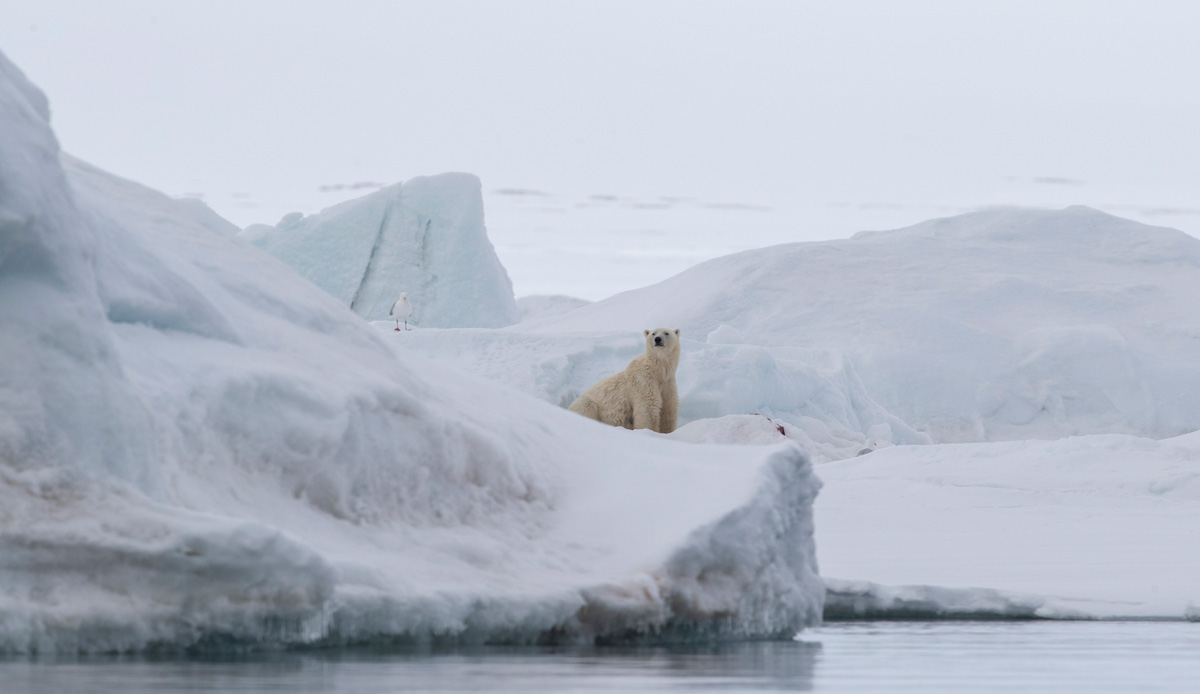 A polar bear watches the Quark Expeditions ship pass by.