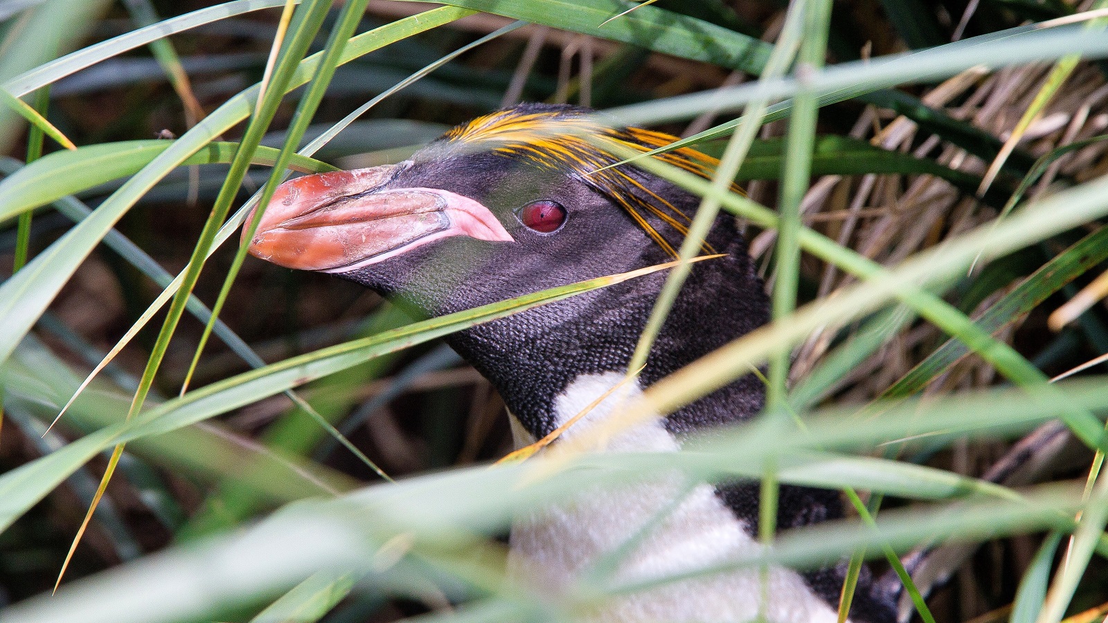 Macaroni Penguin hiding in high grass.