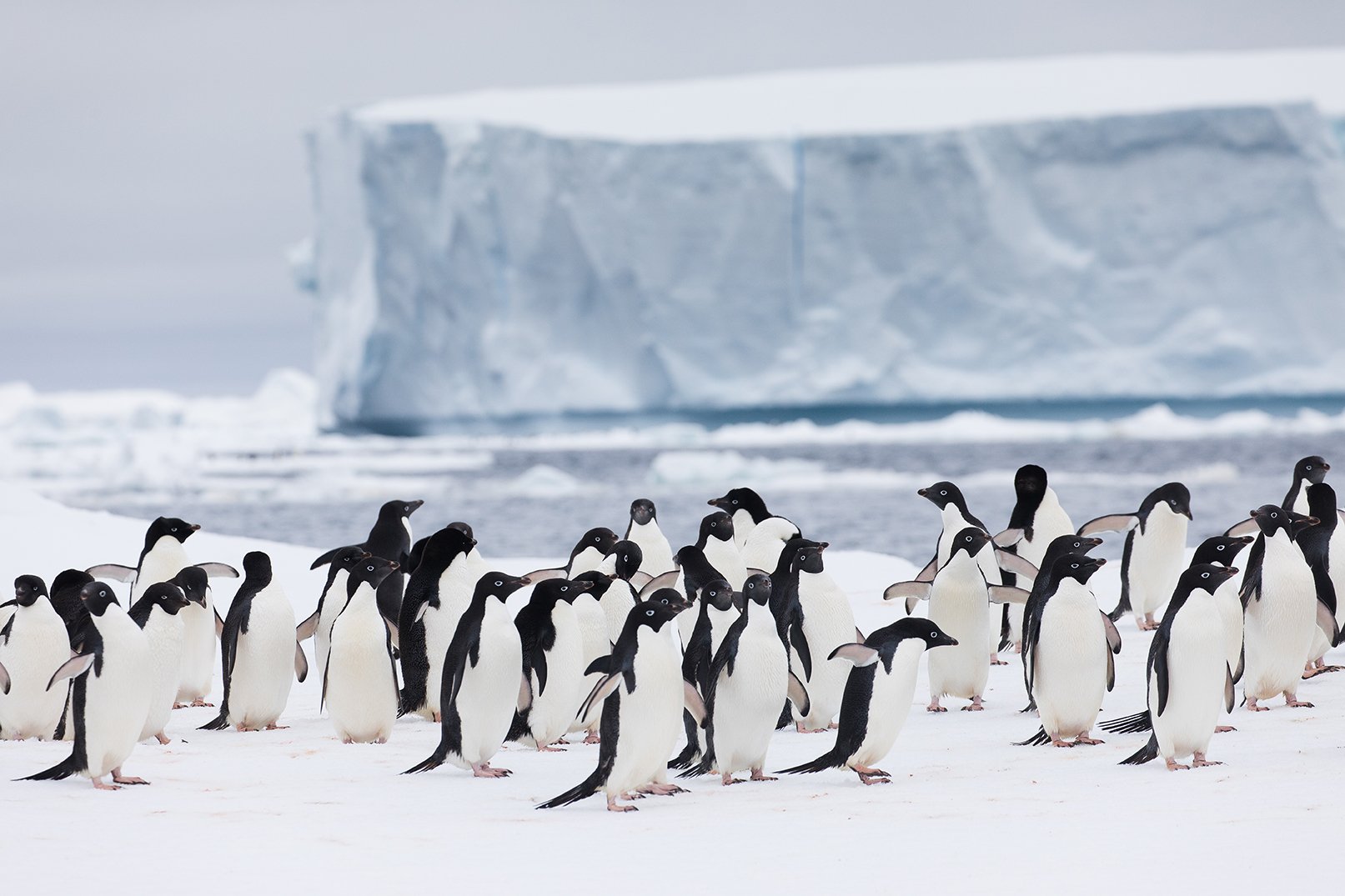 Adelie Penguins, Danger Islands, Antarctica - Photo by Sam Edmonds