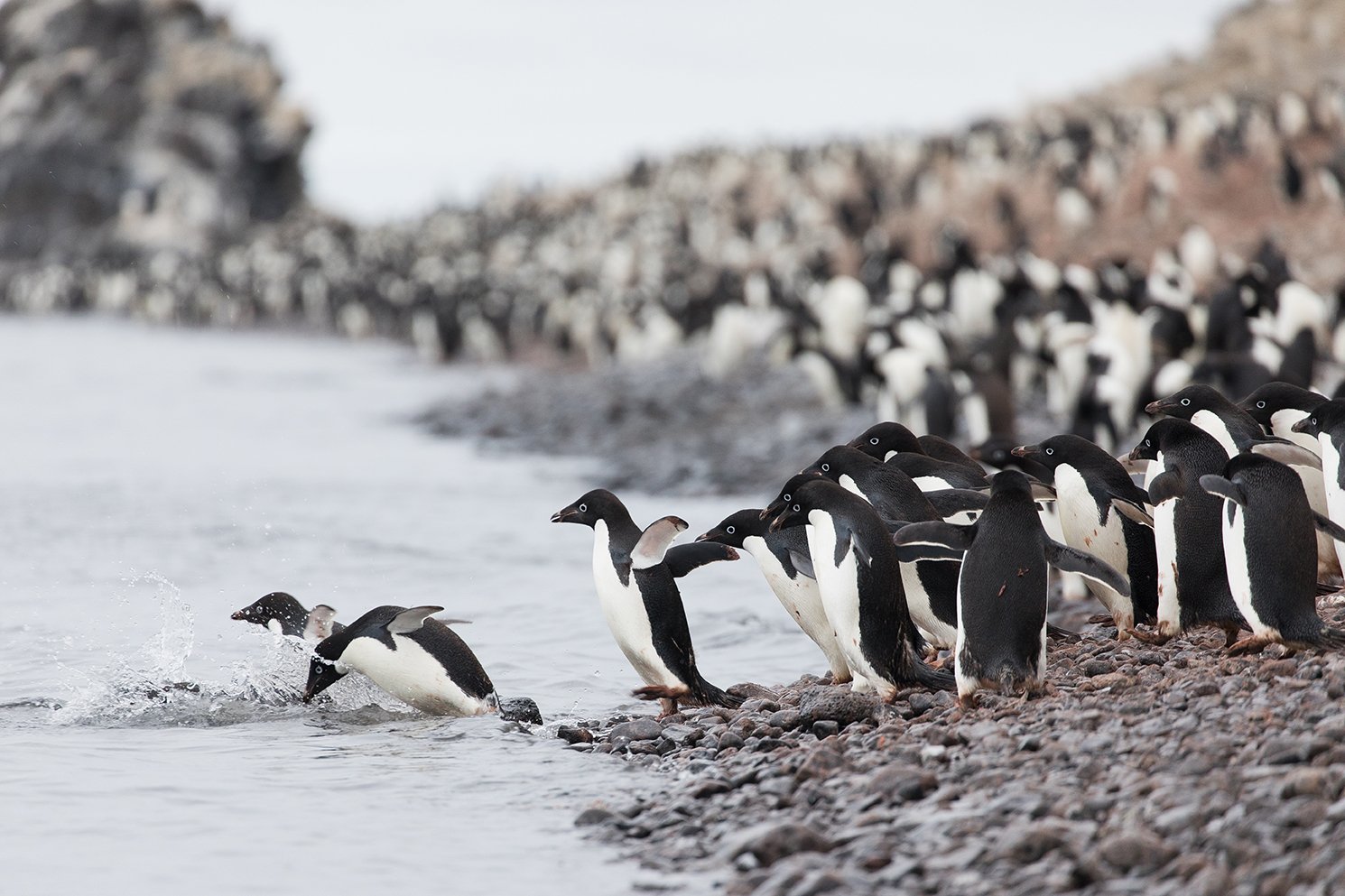 Adelie Penguins, Paulet Island - Photo by Sam Edmonds