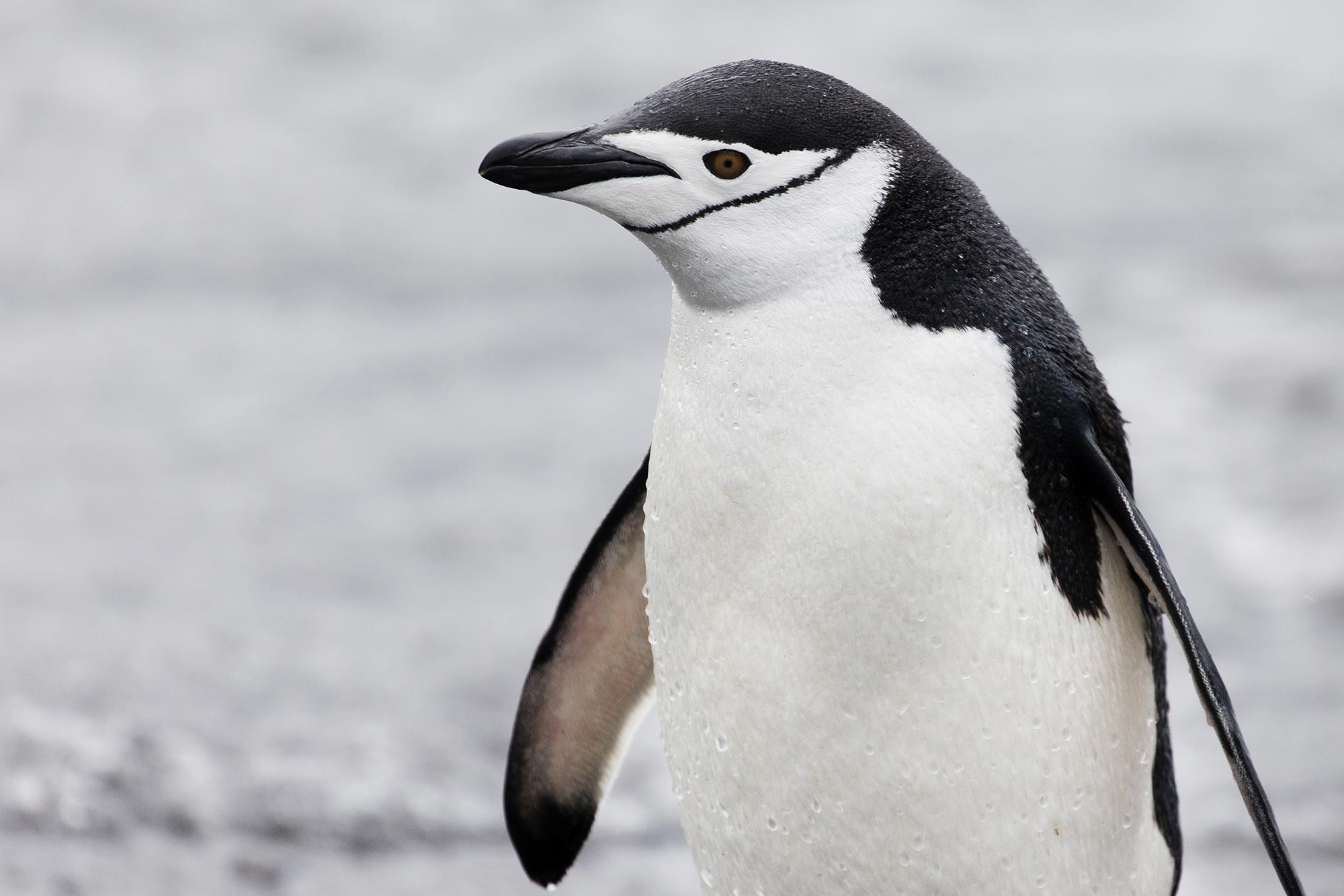 Chinstraps are among the various species of penguins Quark Expeditions' guests can see in Chilean Patagonia.