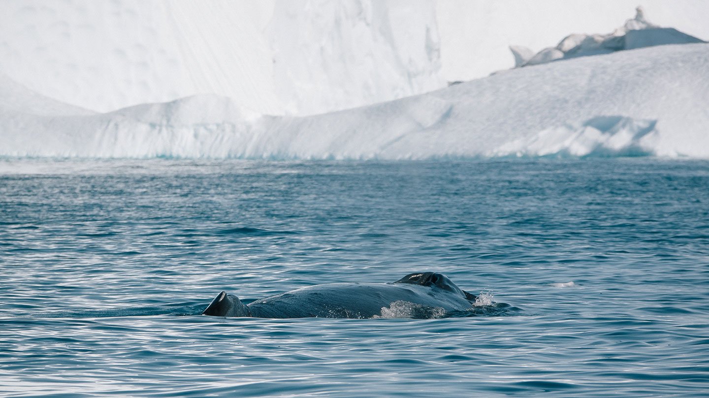 Guests traveling with Quark Expeditions often have the opportunity to see whales swimming in in the cold Arctic waters in the vicinity of their polar vessel.