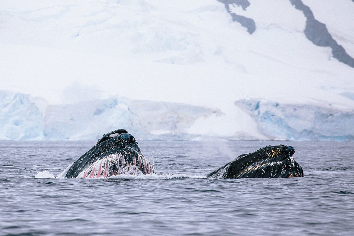 Humpback whales in the Arctic