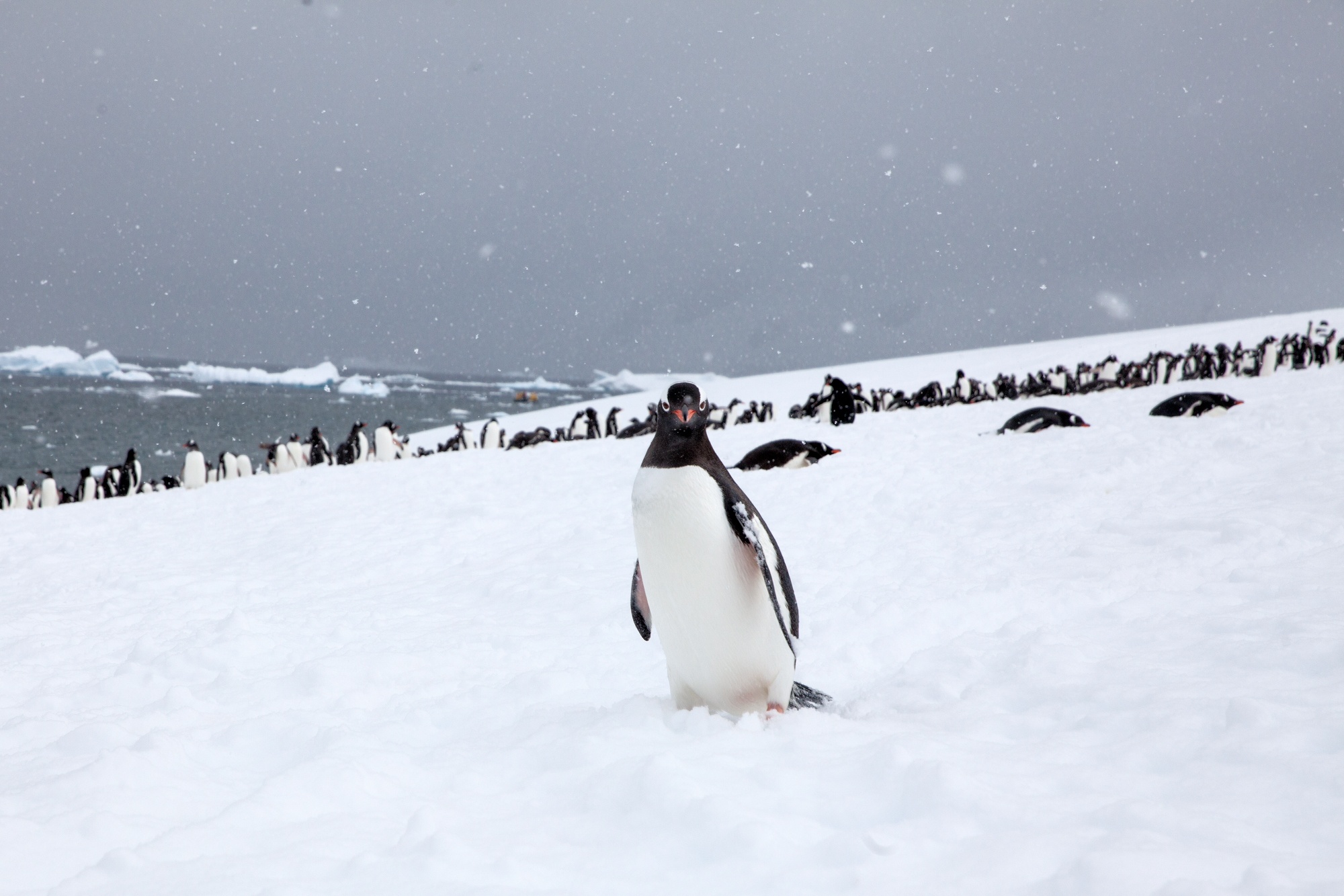 Sam_Crimmin_Antarctica_14-15--6.jpg