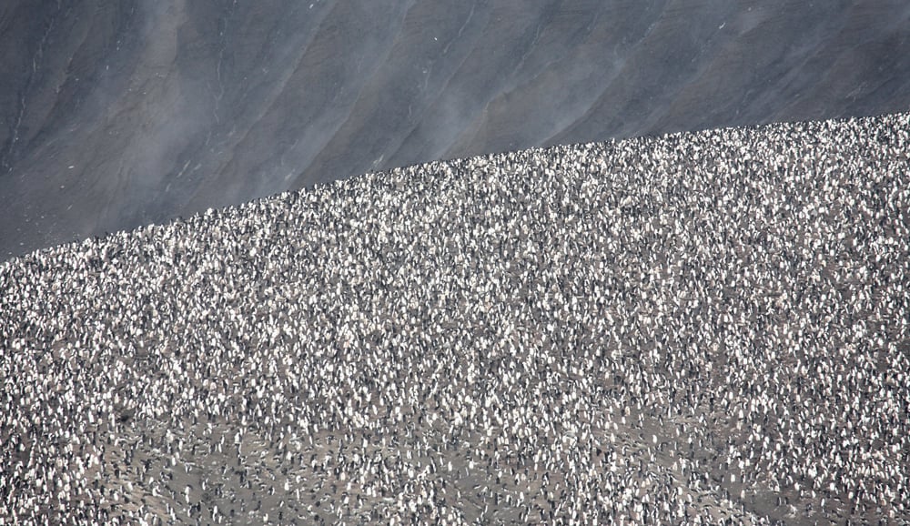 Massive penguin colony at Saunders Island - Photo credit: Jim Wilson
