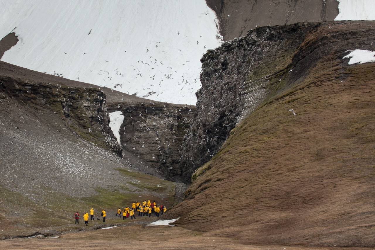 A staggering bird cliffs teems with swarming sea birds over the heads of Spitsbergen expedition passengers. 