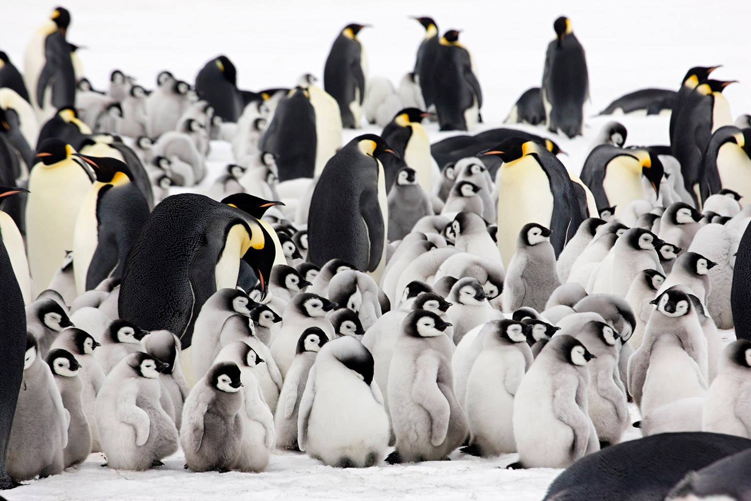 A rookery of emperor penguins greet visitors at Snow Hill Island.