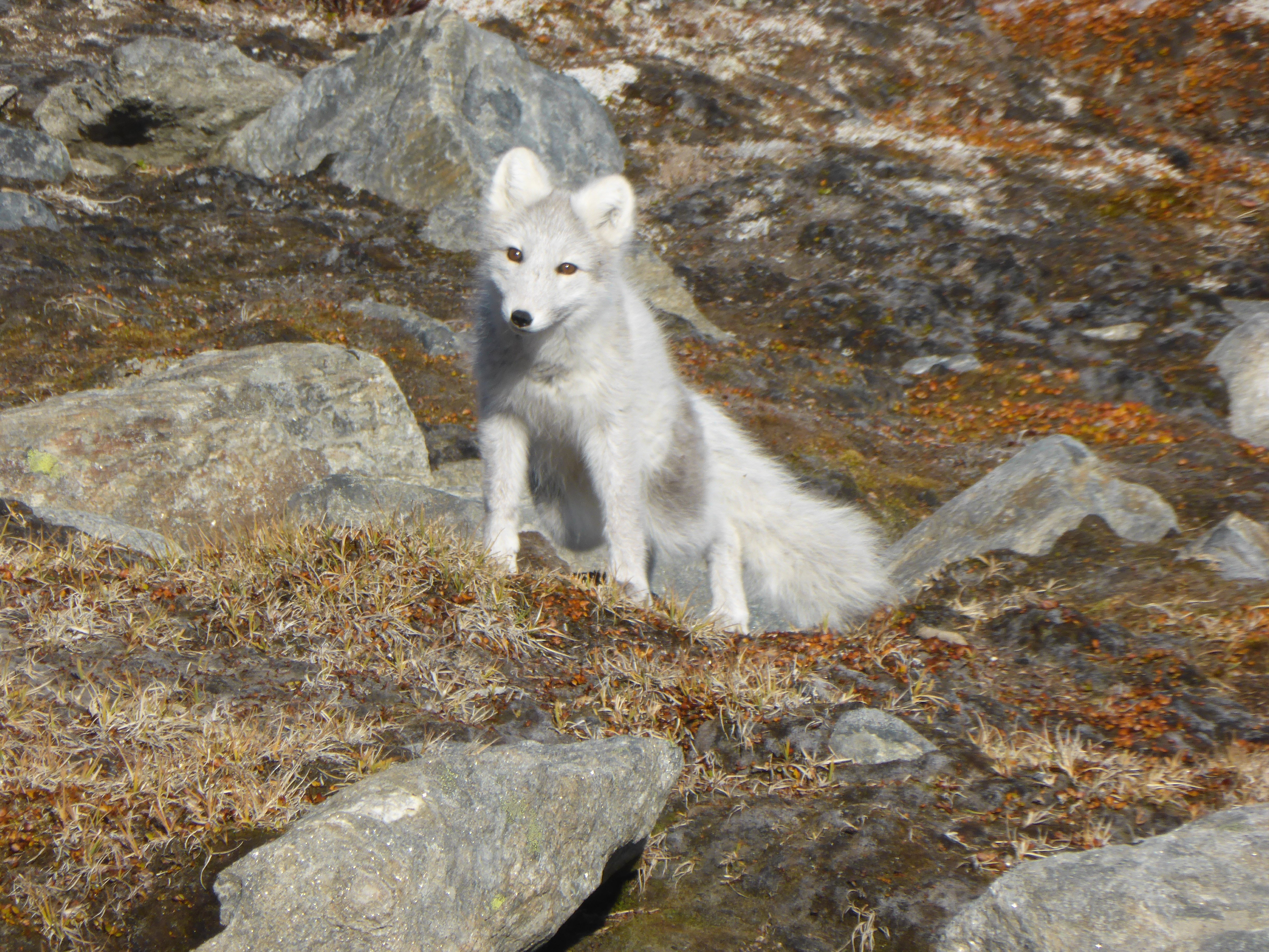 Sunneshine_Fjord_Arctic_fox.jpg